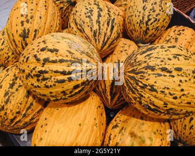 Nahaufnahme von gelb gestreiften reifen türkischen Melonen, saisonalen Sommerfrüchten, Bio-Bauernprodukten, natürlichem Hintergrund. Casaba Melon. Selektiver Fokus Stockfoto