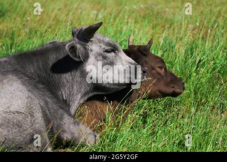 Zwei Kühe auf der Weide liegen schluchzend aneinander Stockfoto