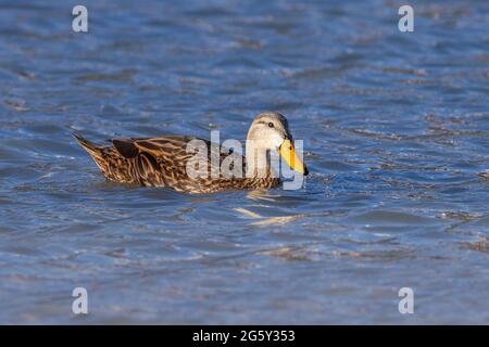 Melange Ente, Anas fulvigula, Single adult schwimmend auf dem Wasser, Florida, USA Stockfoto