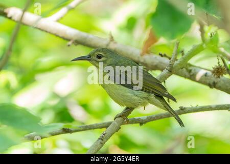 Sonnenvögel mit Olivenbäumen, Cinnyris jugularis, alleinerwachsendes Weibchen, das auf einem Ast eines Baumes thront, Singapur Stockfoto