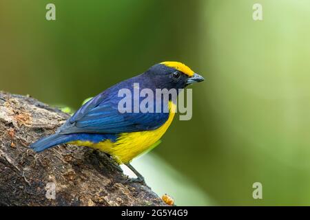 Orangenbauchige Eeumonie, Ehonia xanthogaster, alleinerwachsener Mann, der auf einem Ast thront, Septimo Paraiso, Ecuador Stockfoto