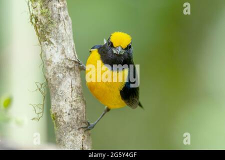 Orangenbauchige Eeumonie, Ehonia xanthogaster, alleinerwachsener Mann, der auf einem Ast thront, Septimo Paraiso, Ecuador Stockfoto