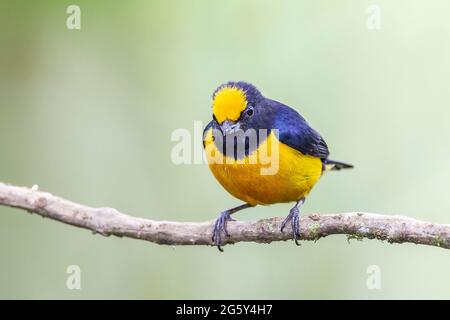 Orangenbauchige Eeumonie, Ehonia xanthogaster, alleinerwachsener Mann, der auf einem Ast thront, Septimo Paraiso, Ecuador Stockfoto