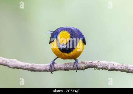 Orangenbauchige Eeumonie, Ehonia xanthogaster, alleinerwachsener Mann, der auf einem Ast thront, Septimo Paraiso, Ecuador Stockfoto