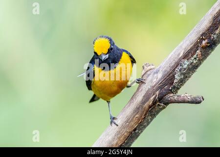 Orangenbauchige Eeumonie, Ehonia xanthogaster, alleinerwachsener Mann, der auf einem Ast thront, Septimo Paraiso, Ecuador Stockfoto