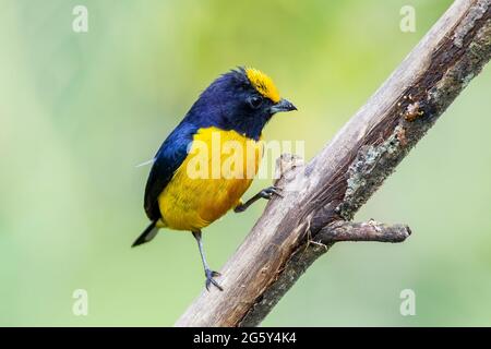 Orangenbauchige Eeumonie, Ehonia xanthogaster, alleinerwachsener Mann, der auf einem Ast thront, Septimo Paraiso, Ecuador Stockfoto