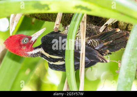 Fahlschnabelspecht, Campephilus guatemalensis, Single adult climbing on Tree Ast, La Selva, Costa Rica Stockfoto