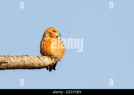 Papageienkreuzschnabel, Loxia pytyopsittacus, einzelner Vogel, der auf einem Ast eines Baumes thront, Norfolk, Vereinigtes Königreich Stockfoto