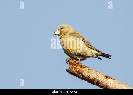 Papageienkreuzschnabel, Loxia pytyopsittacus, einzelner Vogel, der auf einem Ast eines Baumes thront, Norfolk, Vereinigtes Königreich Stockfoto