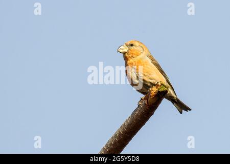 Papageienkreuzschnabel, Loxia pytyopsittacus, einzelner Vogel, der auf einem Ast eines Baumes thront, Norfolk, Vereinigtes Königreich Stockfoto