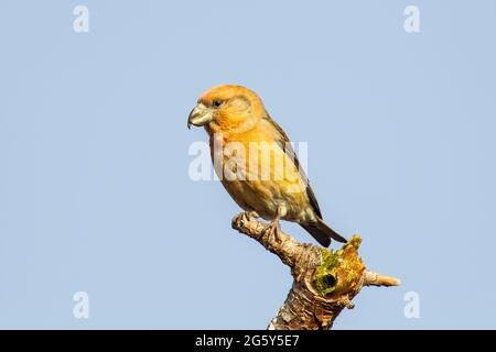 Papageienkreuzschnabel, Loxia pytyopsittacus, einzelner Vogel, der auf einem Ast eines Baumes thront, Norfolk, Vereinigtes Königreich Stockfoto