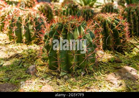 Desert Botanical Garden - Pflanzen & Skulpturen - mexikanischer Feuerfaßkaktus - Ferocactus pilosus Stockfoto