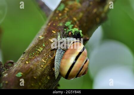 Nahaufnahme einer Wohnschnecke an einem Baumzweig Stockfoto