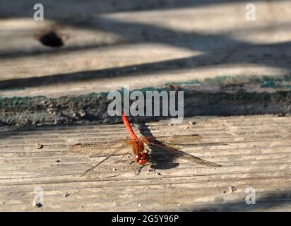 Rotes Libelleninsekt auf Holzbrettern. Dieser Fehler wird manchmal als Rotaderentaucher, Nomade, Sympetrum fonscolombii. Und Odonata-Ordnung bekannt. Stockfoto