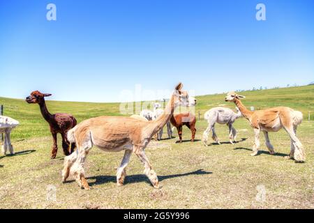 Gescherte Alpakas auf einer Wiese. Ihre dicke Wolle wurde rasiert, um sie in der heißen Sommersonne kühl zu halten. Stockfoto