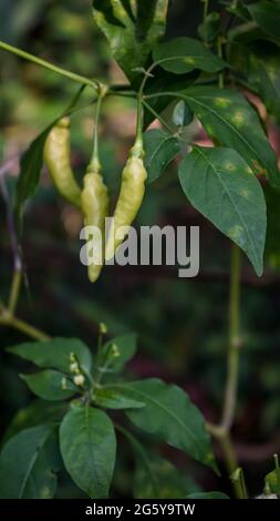 Nahaufnahme von jungen Chilischoten auf dem Baum Stockfoto