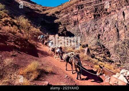 Packen Sie Pferde auf dem Kaibab Trail, Grand Canyon National Park, Arizona, USA Stockfoto