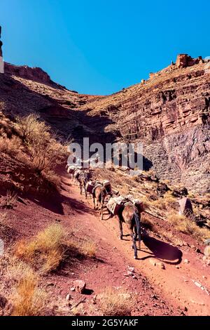 Packen Sie Pferde auf dem Kaibab Trail, Grand Canyon National Park, Arizona, USA Stockfoto