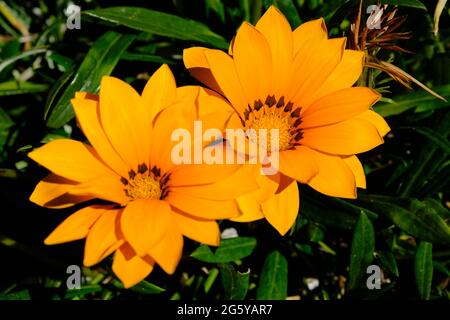 Peru Cusco - Inka-Ruinen Qorikancha Garten gelbe Sonnenblume Stockfoto