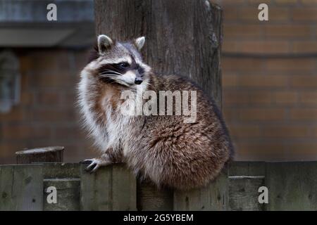 Ein junger Waschbär, der an einem Hinterhofzaun entlang läuft. Stockfoto