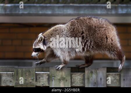 Ein junger Waschbär, der an einem Hinterhofzaun entlang läuft. Stockfoto