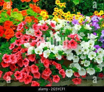 Petunien , vordere Gartenwand, dunkelrosa, orange, weiß, Lila, gelb, verschiedene Farben, Petunien Stockfoto