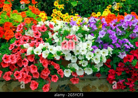 Petunien , vordere Gartenwand, dunkelrosa, orange, weiß, Lila, gelb, verschiedene Farben, Petunien Stockfoto