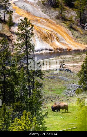 Bison (Bison Bison) Essen neben dem Firehole River im Upper Geyser Basin, Yellowstone National Park, vertikal Stockfoto