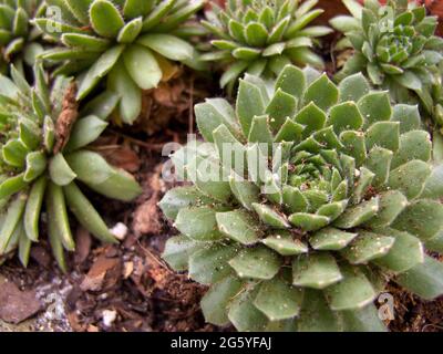 Eine Sammlung von Sukulenten, Sempervivum. Stockfoto