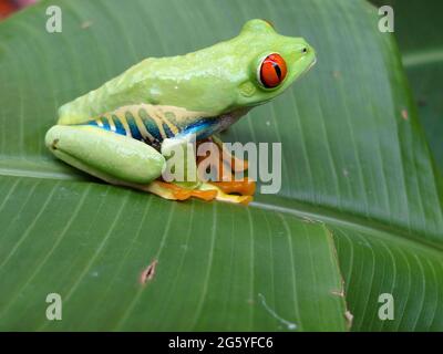 Ein rotäugigen Baumfrosch, Agalychnis Callidryas, sitzt auf einem Blatt. Stockfoto