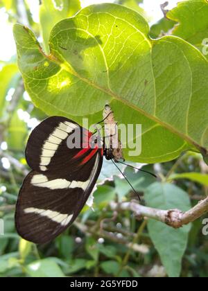 Ein männlicher Schmetterling Heliconius Hewitsoni, setzt sich auf die Puppen des Weibchens. Stockfoto
