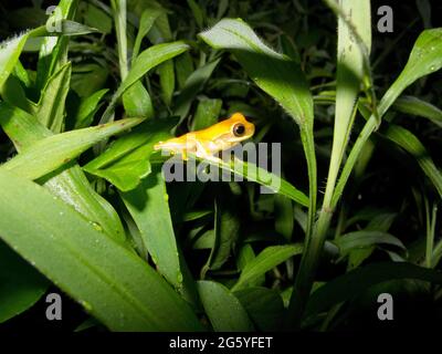 Eine Sanduhr Laubfrosch, Hyla Ebraccata, sitzt auf einem Blatt. Stockfoto