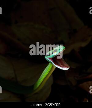 Ein grüner Papagei Schlange, Leptophis Ahaetulla, mit seinen Mund offen. Stockfoto