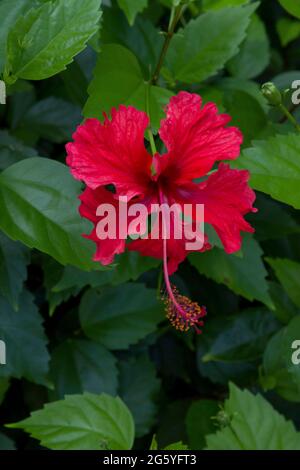 Eine rote Hibiskusblüte zeichnet sich gegen seine grünen Blätter. Stockfoto