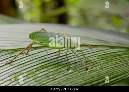 Eine grüne Grashuepfer mit rosa Augen, Tettigoniidae, steht auf einem Blatt. Stockfoto