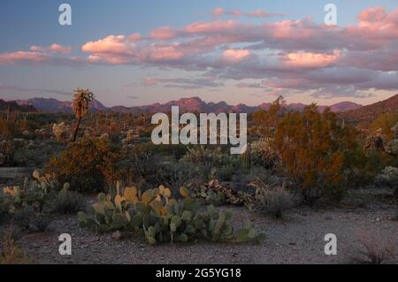 Schönes Feld von verschiedenen Kakteen bei Sonnenuntergang auf dem Highway 60 in der Nähe von Superior, Arizona Stockfoto