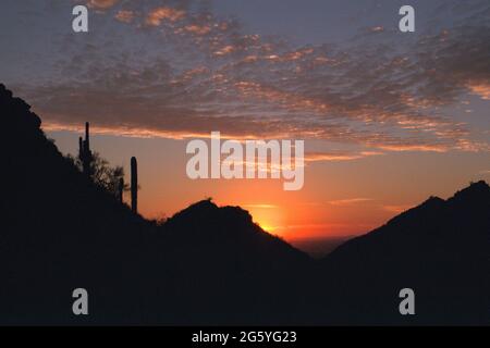 Farbenfroher Sonnenuntergang im Dreamy Draw Park in Phoenix, mit Saguaro Kaktus-Silhouetten Stockfoto