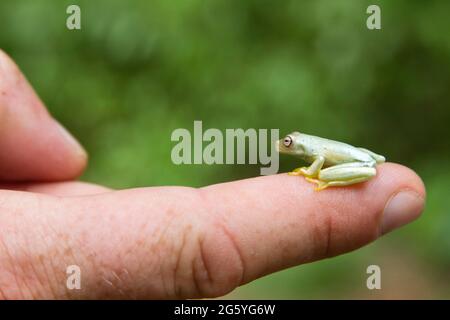 Ein Leitfaden hält einen Glas Frosch auf seinen Zeigefinger. Stockfoto