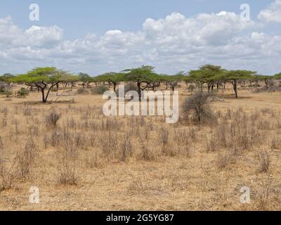 Eine Landschaftsansicht des Selous Game Reserve. Stockfoto