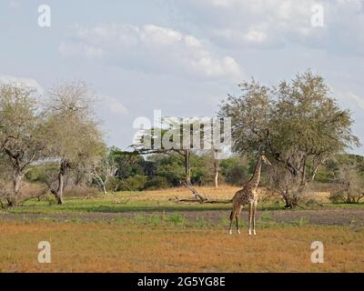 Eine einzelne Giraffe steht in einem Feld. Stockfoto