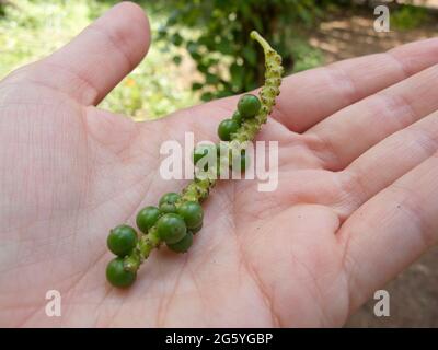 Eine Hand hält die Frucht einer Paprika Pflanze, Piper Nigrum. Stockfoto