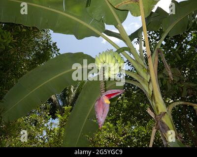 Ein Bündel Bananen und eine einzige Banane Herz hängen von einer Bananenstaude. Stockfoto