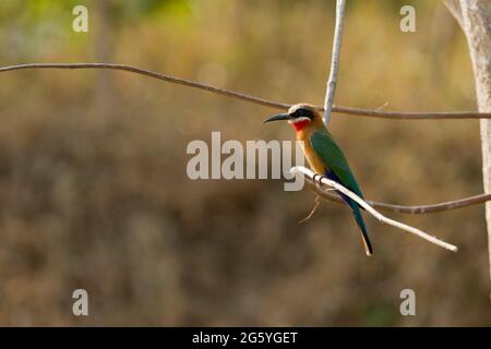 Ein White-fronted Bienenfresser Merops Bullockoides, sitzt auf einem Ast. Stockfoto