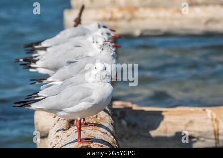 Eine Reihe von Möwen liegt auf einem alten Seebrücke. Möwen ruhen auf dem Wellenbrecher. Die europäische Heringsmöwe, Larus argentatus Stockfoto