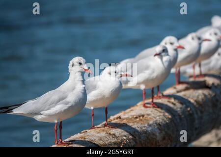 Eine Reihe von Möwen liegt auf einem alten Seebrücke. Möwen ruhen auf dem Wellenbrecher. Die europäische Heringsmöwe, Larus argentatus Stockfoto