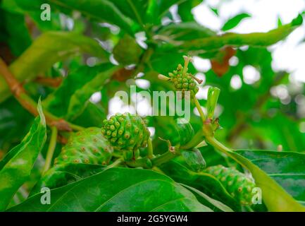 Noni Frucht auf Morinda citrifolia Baum. Morinda citrifolia Baum mit grünen Blättern im tropischen Obstgarten. Kräutermedizin. Hintergrund für Noni Stockfoto