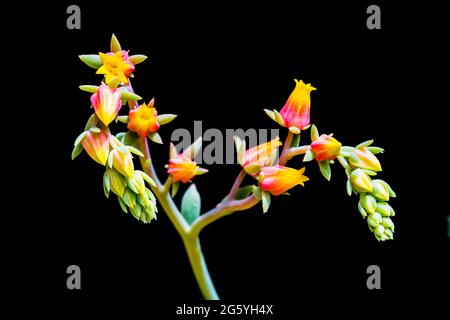 Fotografie von Sukkulenten Blumen Stockfoto