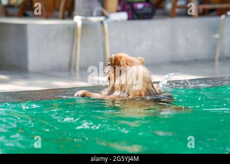 Der pommersche Hund schwimmend im grünen Pool am Nachmittag mit Wasserspritzern. Stockfoto