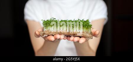 Eine Frau hält zu Hause angebaute Mikrogrüns in ihren Händen. Gesunde und gesunde Ernährung. Vegetarische Gerichte. Micro-Greens für Salate und Mahlzeiten Stockfoto