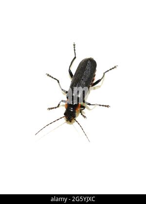 Der Soldatenkäfer Cantharis obscura isoliert auf weißem Hintergrund Stockfoto